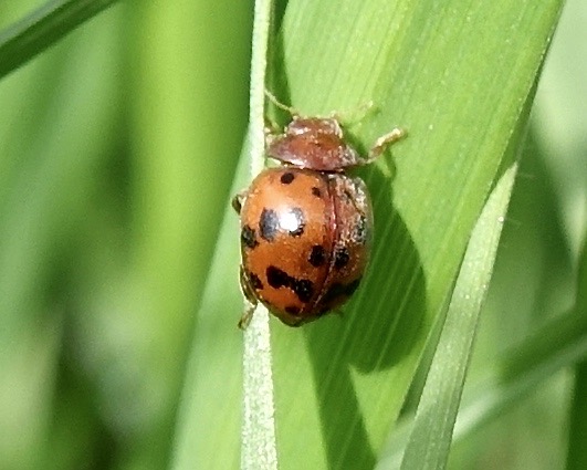24-spot ladybird
